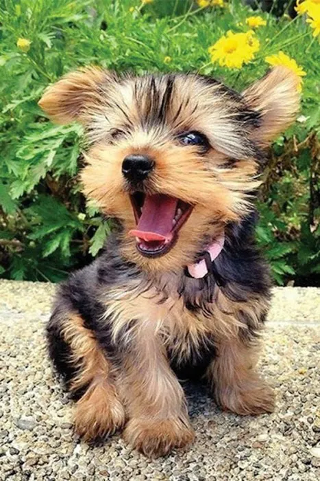 Teacup Yorkies home Picture 3