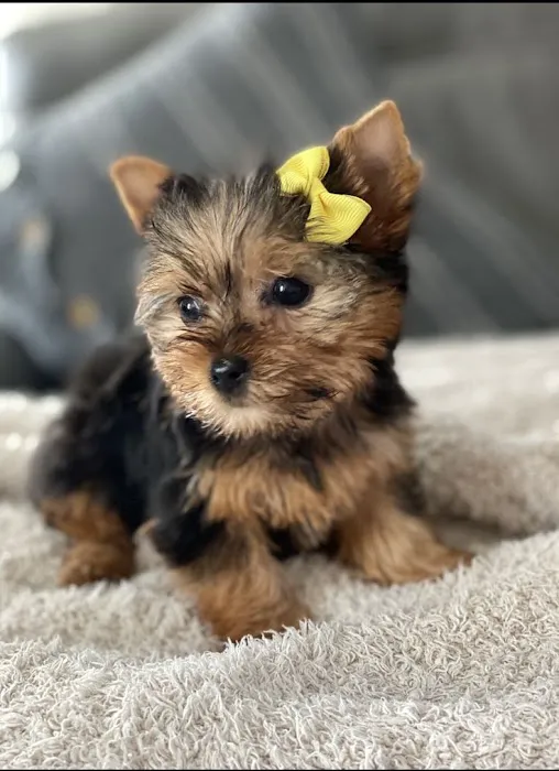 Teacup Yorkies home Picture 1