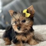 Teacup Yorkies home