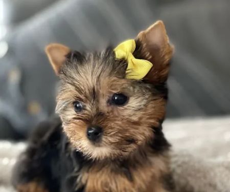 Teacup Yorkies home