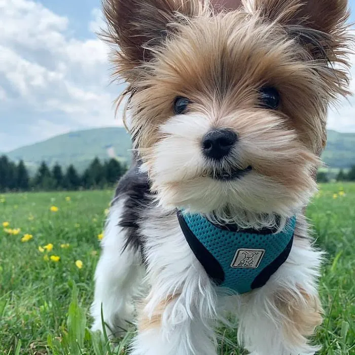 Teacup Yorkies home Picture 6