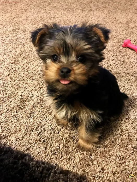 Teacup Yorkies home Picture 10