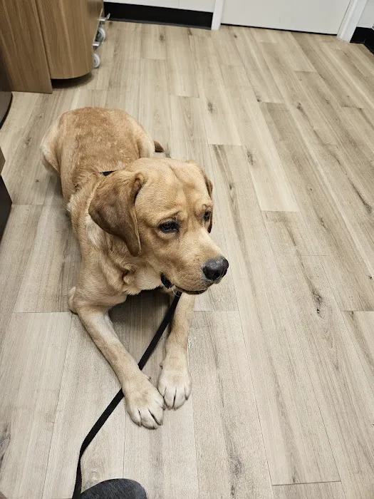 Lovet Pet Health Care - Queen Creek Picture 1