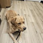 Lovet Pet Health Care - Queen Creek