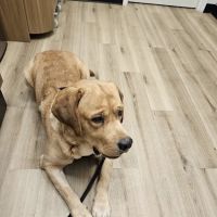 Lovet Pet Health Care - Queen Creek ico