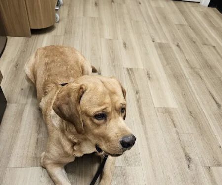 Lovet Pet Health Care - Queen Creek