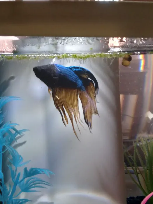 Desert Tropical Aquatics Picture 4