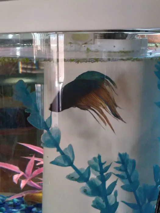 Desert Tropical Aquatics Picture 1