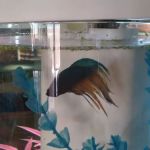 Desert Tropical Aquatics