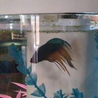 Desert Tropical Aquatics ico