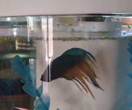 Desert Tropical Aquatics