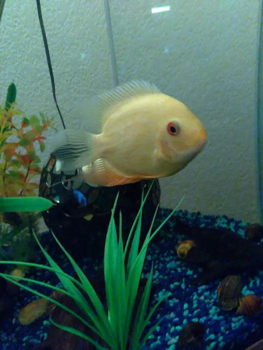 Desert Tropical Aquatics Picture 5