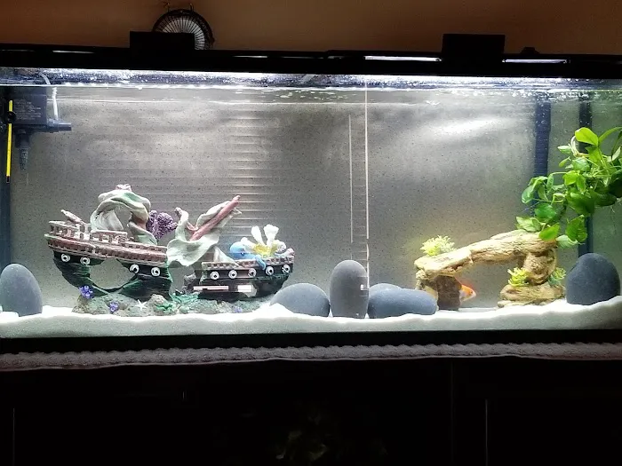 Desert Tropical Aquatics Picture 7