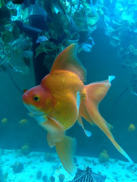 Desert Tropical Aquatics Picture 3