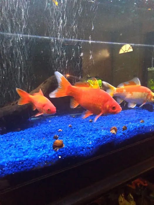 Desert Tropical Aquatics Picture 10