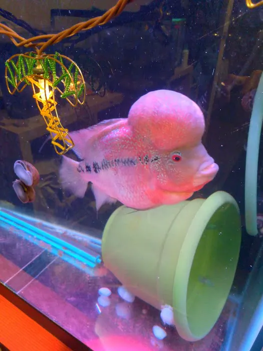 Desert Tropical Aquatics Picture 6