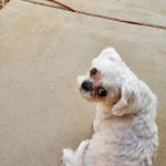 Caring Critters Animal Hospital
