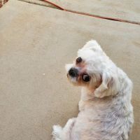 Caring Critters Animal Hospital ico