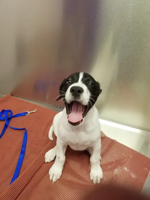 Caring Critters Animal Hospital Picture 7