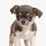 Companion Pet Clinic of Gold Canyon