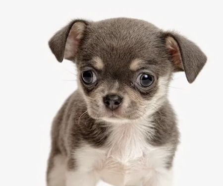 Companion Pet Clinic of Gold Canyon