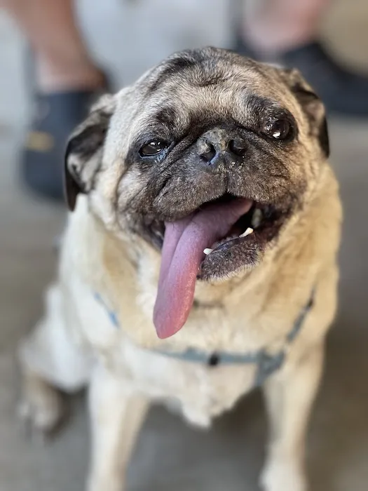 Companion Pet Clinic of Gold Canyon Picture 2