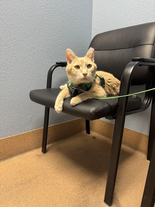 Companion Pet Clinic of Gold Canyon Picture 10