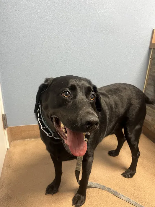 Companion Pet Clinic of Gold Canyon Picture 5