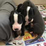 easyvet Veterinarian San Tan Valley