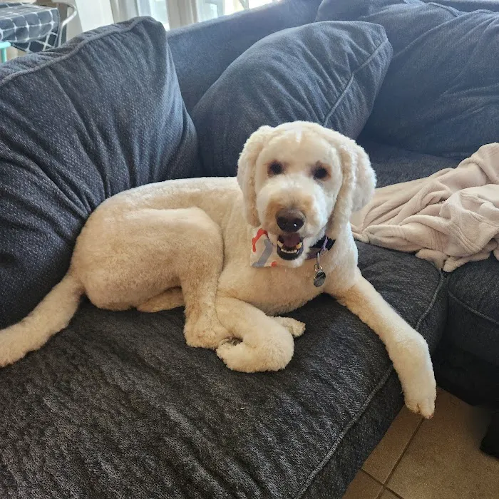 Ironwood Animal Hospital, A Thrive Pet Healthcare Partner Picture 2