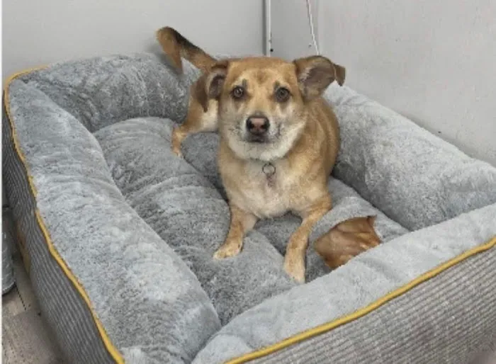 Ironwood Animal Hospital, A Thrive Pet Healthcare Partner Picture 8