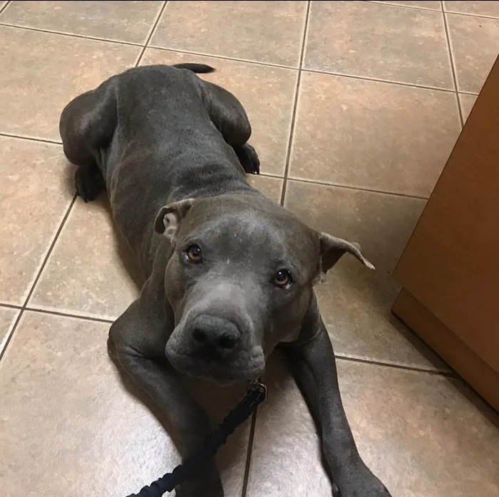 Ironwood Animal Hospital, A Thrive Pet Healthcare Partner Picture 9