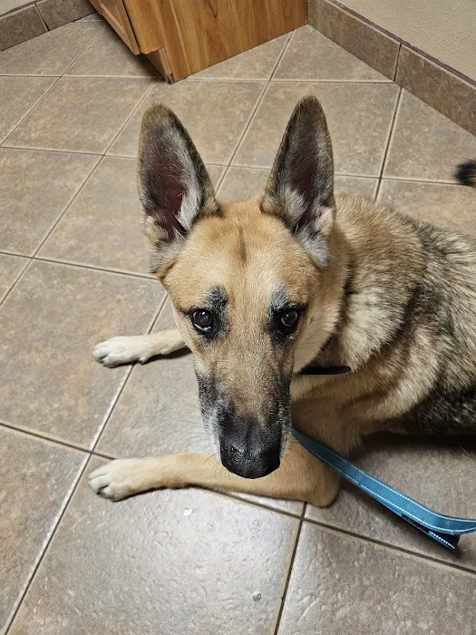 Ironwood Animal Hospital, A Thrive Pet Healthcare Partner Picture 6