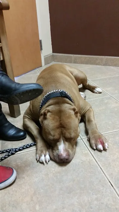 Ironwood Animal Hospital, A Thrive Pet Healthcare Partner Picture 4