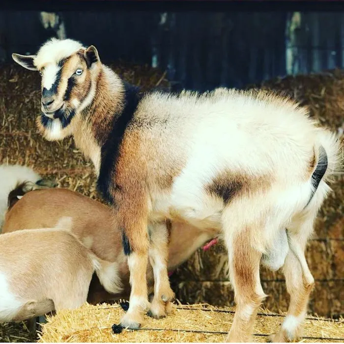 Urban Livestock & Equine Veterinary Services Picture 9