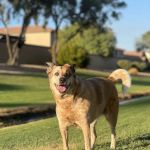 Urban Livestock & Equine Veterinary Services