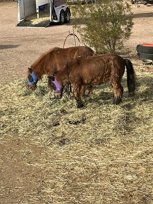 Urban Livestock & Equine Veterinary Services Picture 10