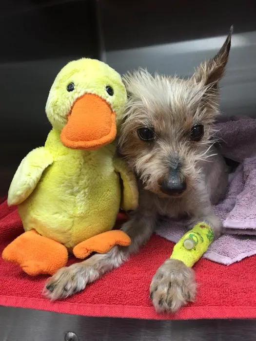 Johnson Ranch Animal Clinic Picture 8