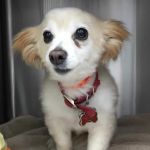 Johnson Ranch Animal Clinic