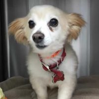 Johnson Ranch Animal Clinic ico