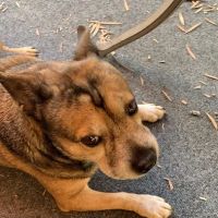 Academy West Animal Hospital ico
