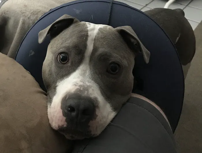 Academy West Animal Hospital Picture 4