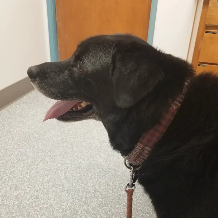 Academy West Animal Hospital Picture 10