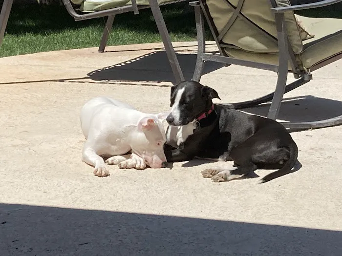 PAWS - The Modern Spay Neuter Clinic Picture 8