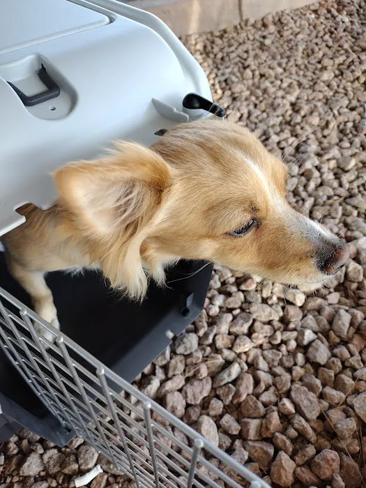 PAWS - The Modern Spay Neuter Clinic Picture 3