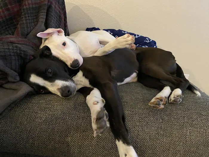 PAWS - The Modern Spay Neuter Clinic Picture 6