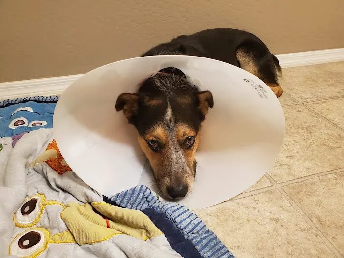 PAWS - The Modern Spay Neuter Clinic Picture 2