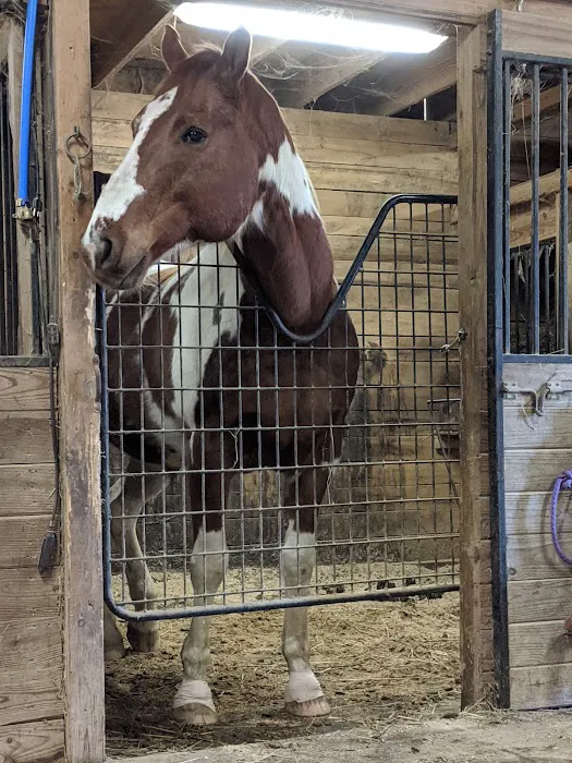 Gas Light Equine Veterinary Picture 4