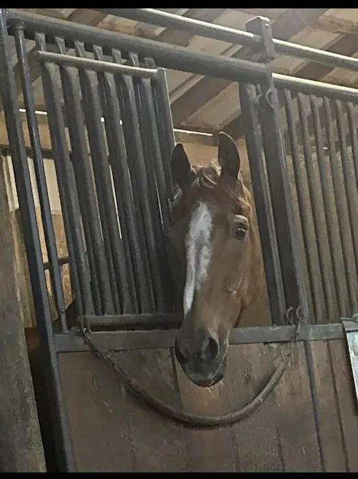 Gas Light Equine Veterinary Picture 2