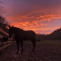 Gas Light Equine Veterinary ico